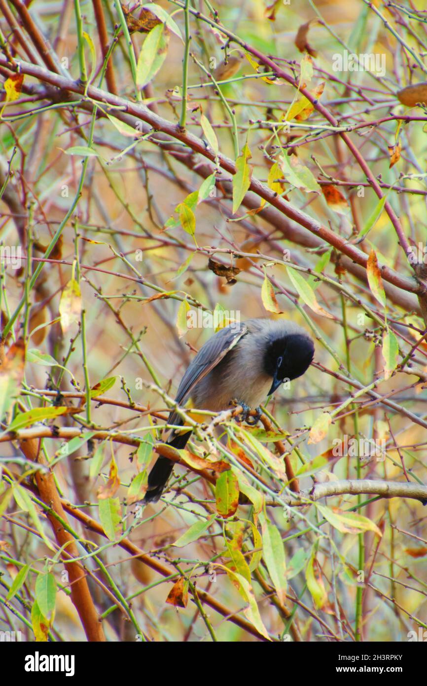 Un Bulbul nero-crestato su ramo in natura Foto Stock