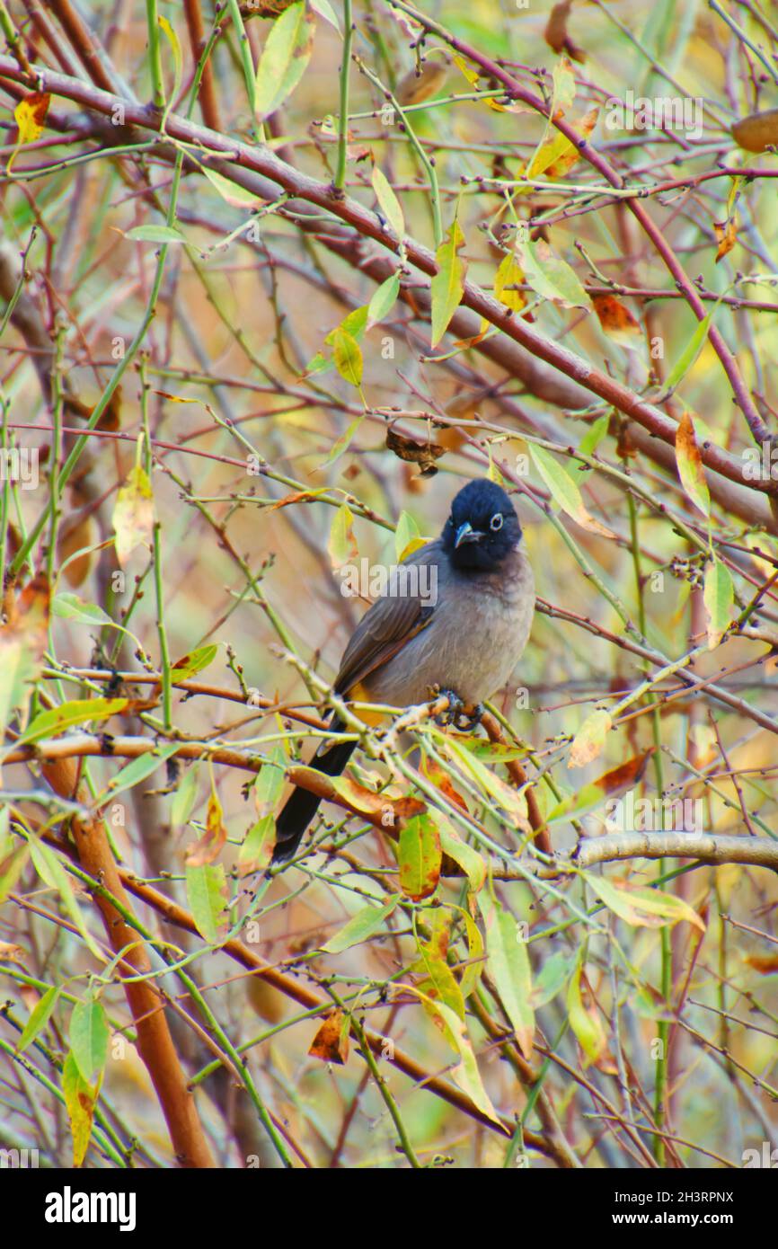 Un Bulbul nero-crestato su ramo in natura Foto Stock