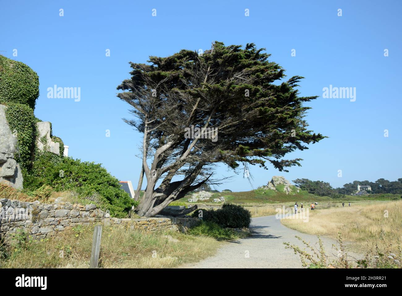 Weg am le Gouffre de Plougrescant, Bretagna Foto Stock