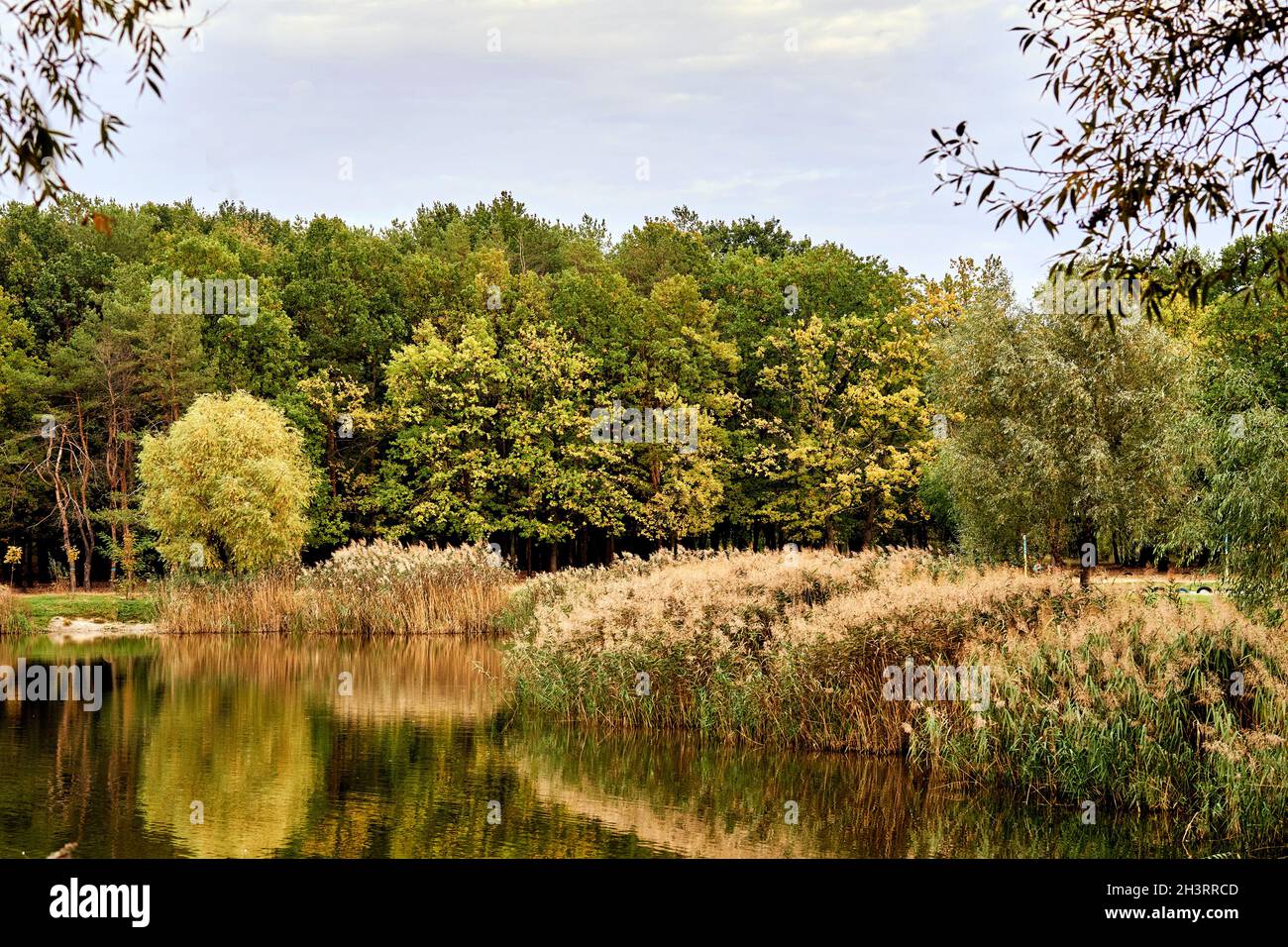 Lago forestale circondato da foresta e canne in autunno Foto Stock