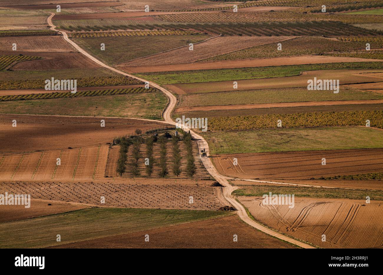Paesaggio di campo vigneto con veicolo agricolo che passa su strada sterrata Foto Stock