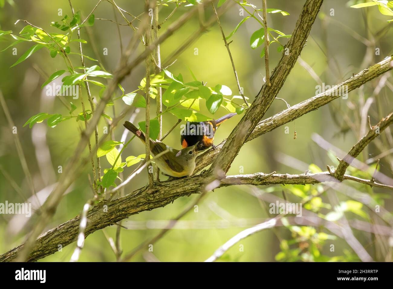 Il redstart americano (Setophaga ruticilla) coppia durante il nesting. Foto Stock