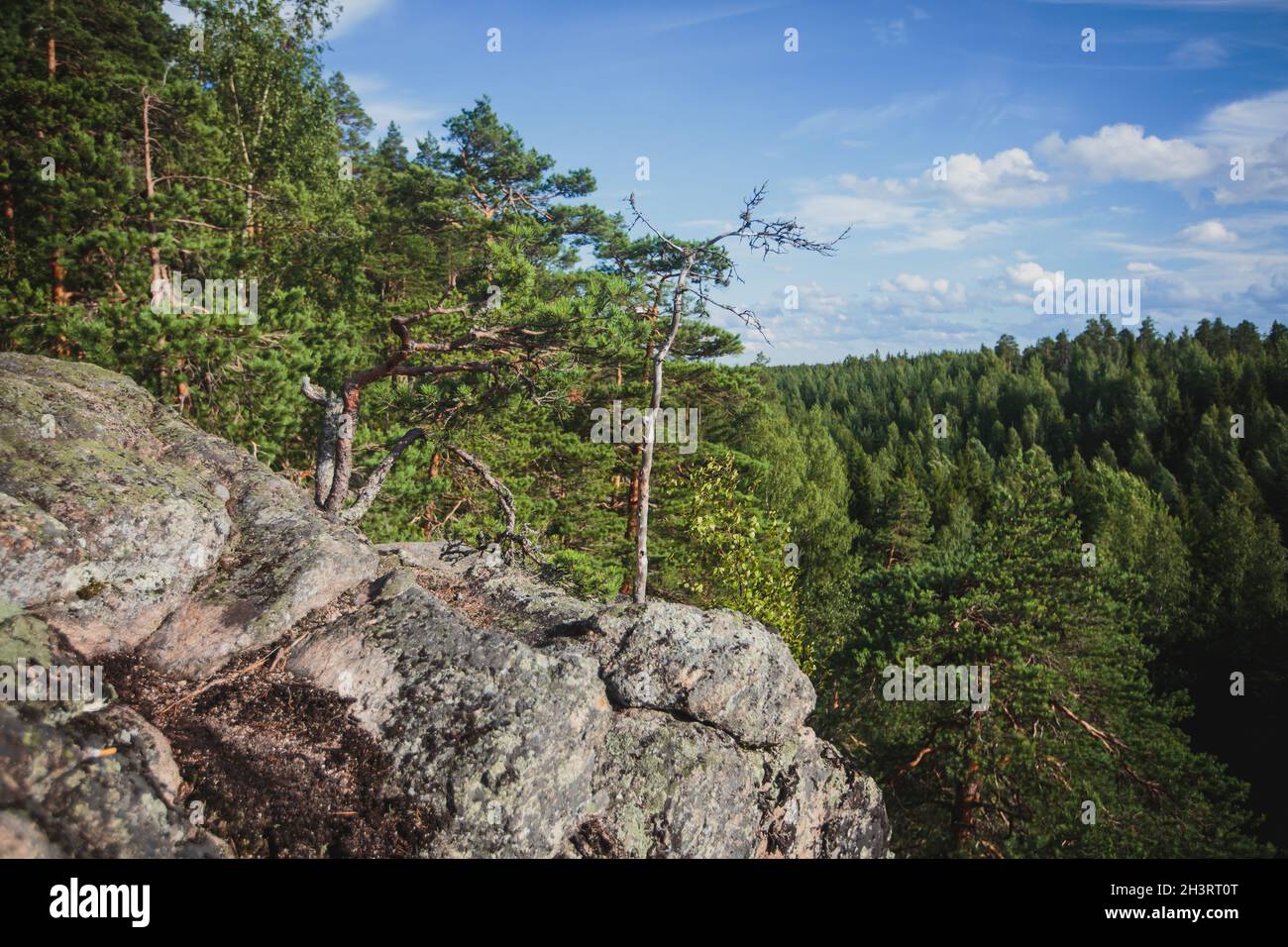 Parco Nazionale di Repovesi, vista estiva, vista panoramica estiva di un parco finlandese, Finlandia meridionale, Koivola e Mäntyharju, regione di Kymenlaakso, legno Foto Stock