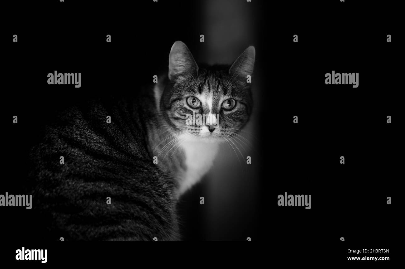 Ritratto di gatto domestico che staring nel buio. Look intenso. Sfondo nero. Foto Stock