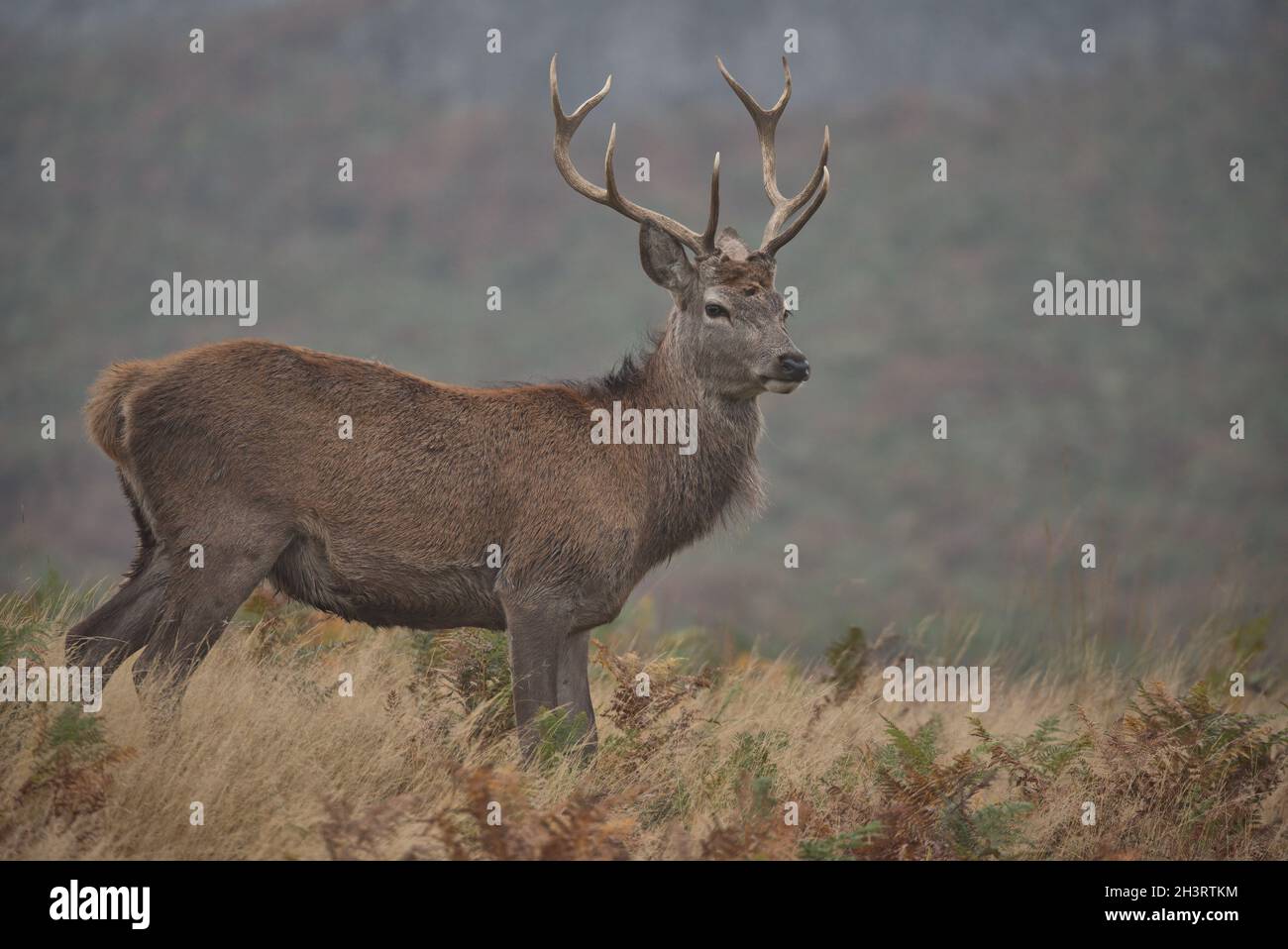 Giovane capriolo rosso buck. Foto Stock