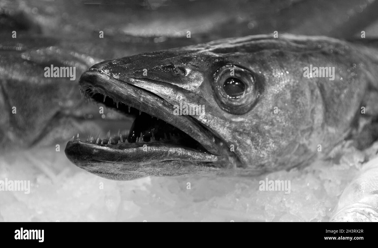 Vista spettacolare di una testa di pesce in bianco e nero Foto Stock