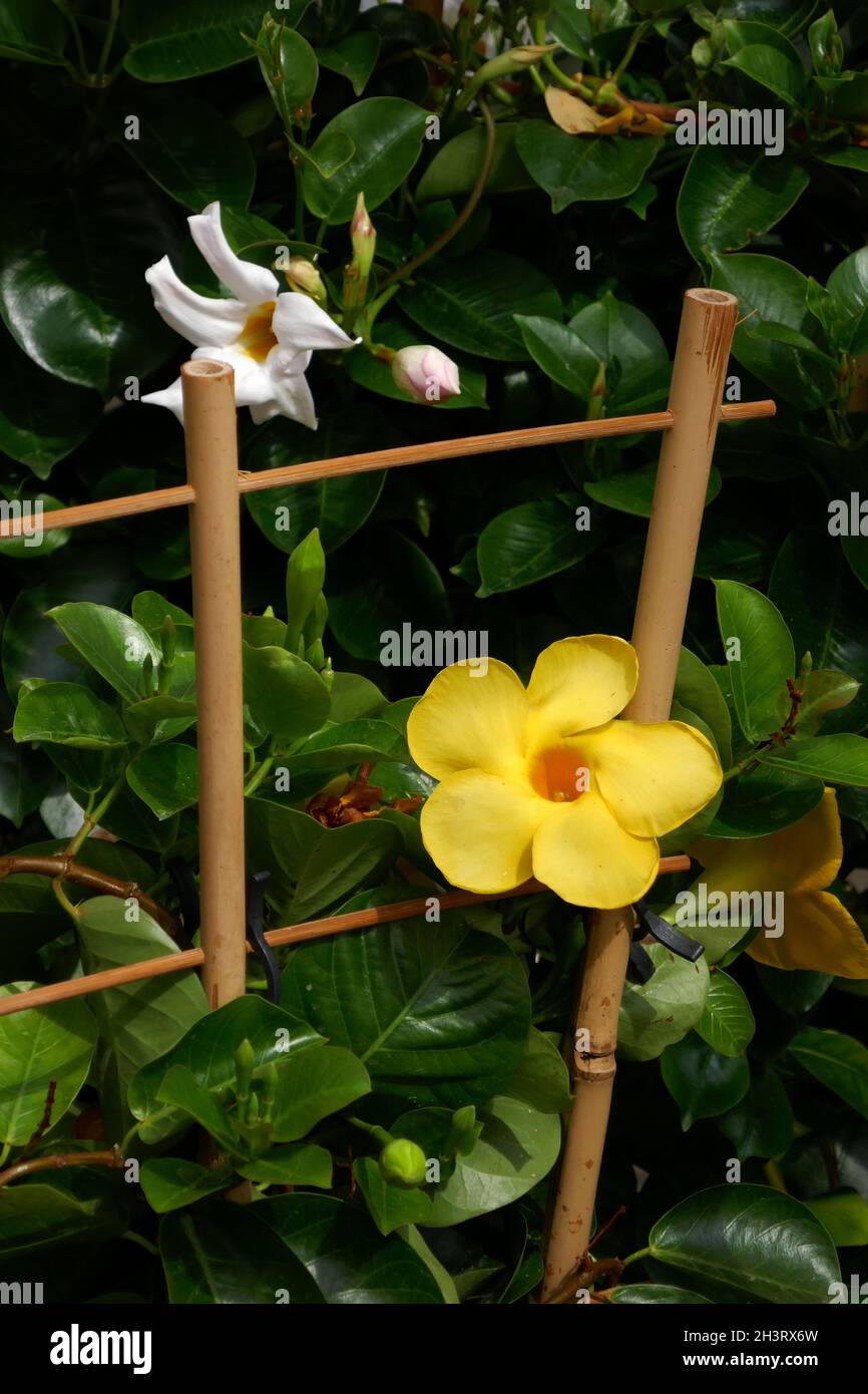 Mandevilla sanderi Foto Stock