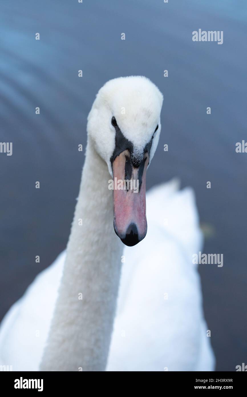 Mute Swan (Cygnus olor). Immaturo, primo uccello invernale. Primo piano della testa e becco o fattura, ancora per assumere il colore pieno per essere visto su un adulto. Foto Stock