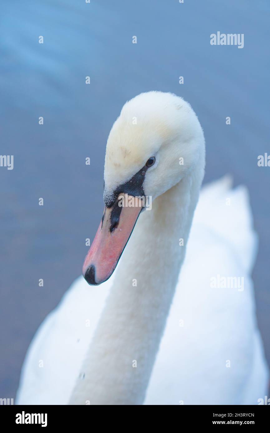 Mute Swan (Cygnus olor). Immaturo, primo uccello invernale. Primo piano della testa e becco o fattura, ancora per assumere il colore pieno per essere visto su un adulto. Foto Stock
