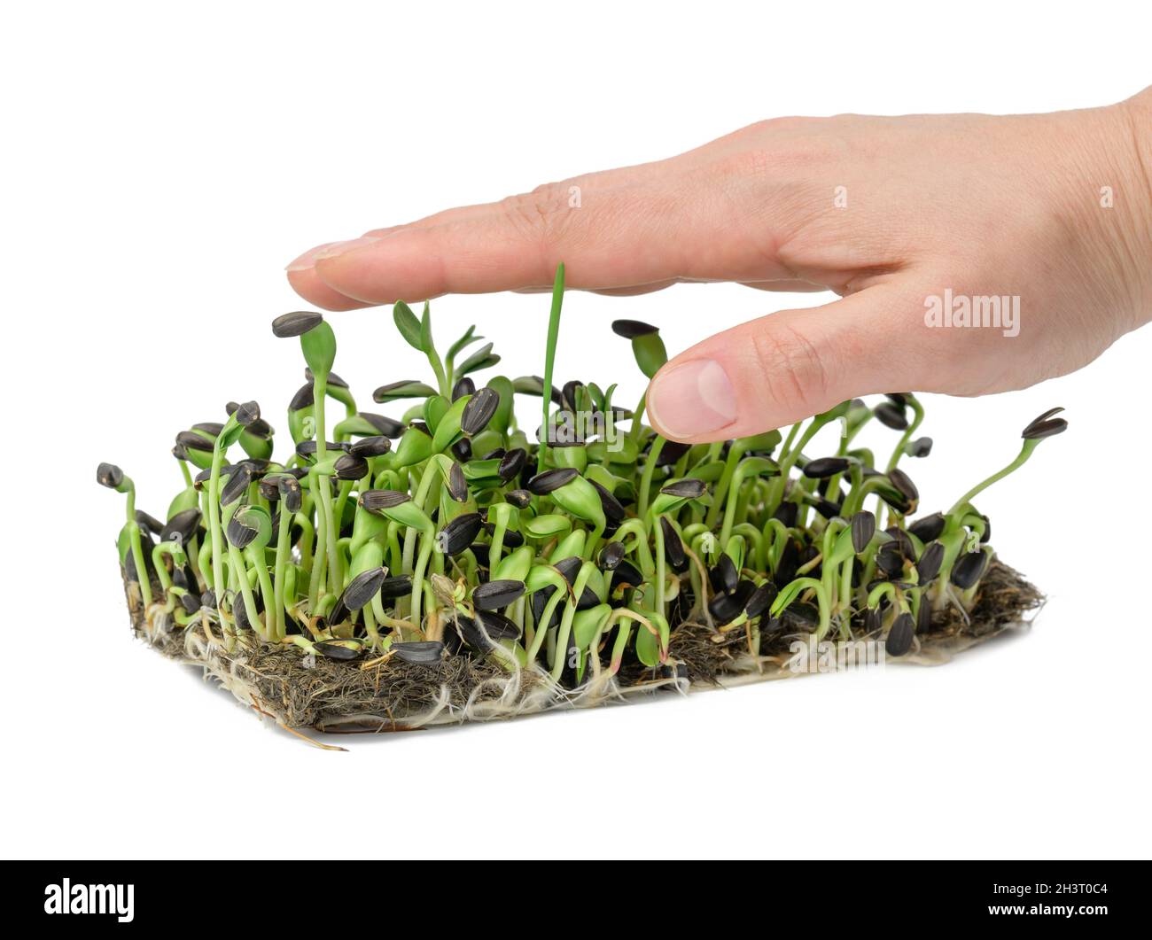 Germogli di girasole verdi su sfondo bianco, utile microsverde Foto Stock