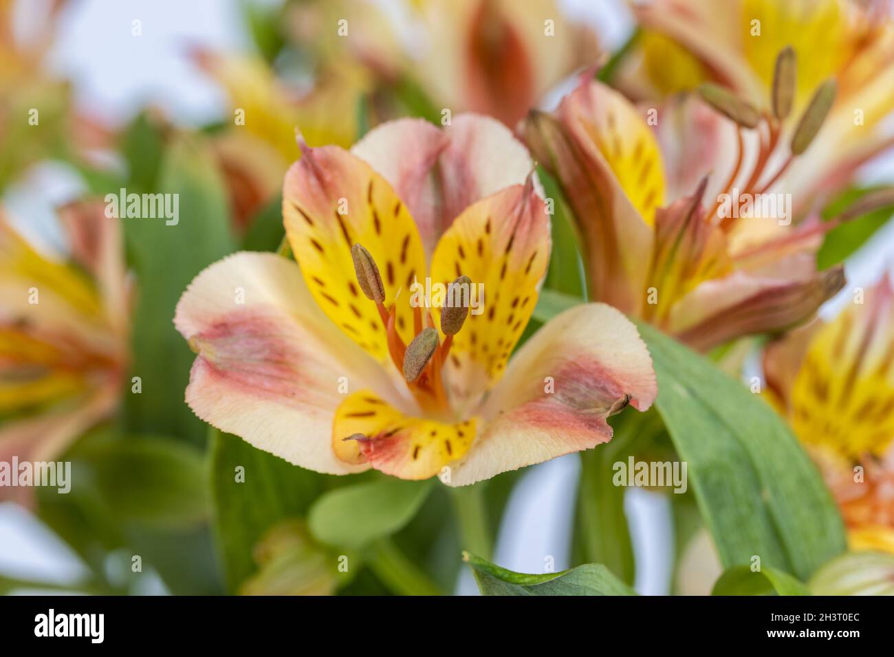 Closeup fiori Alstroemeria aurea Foto Stock