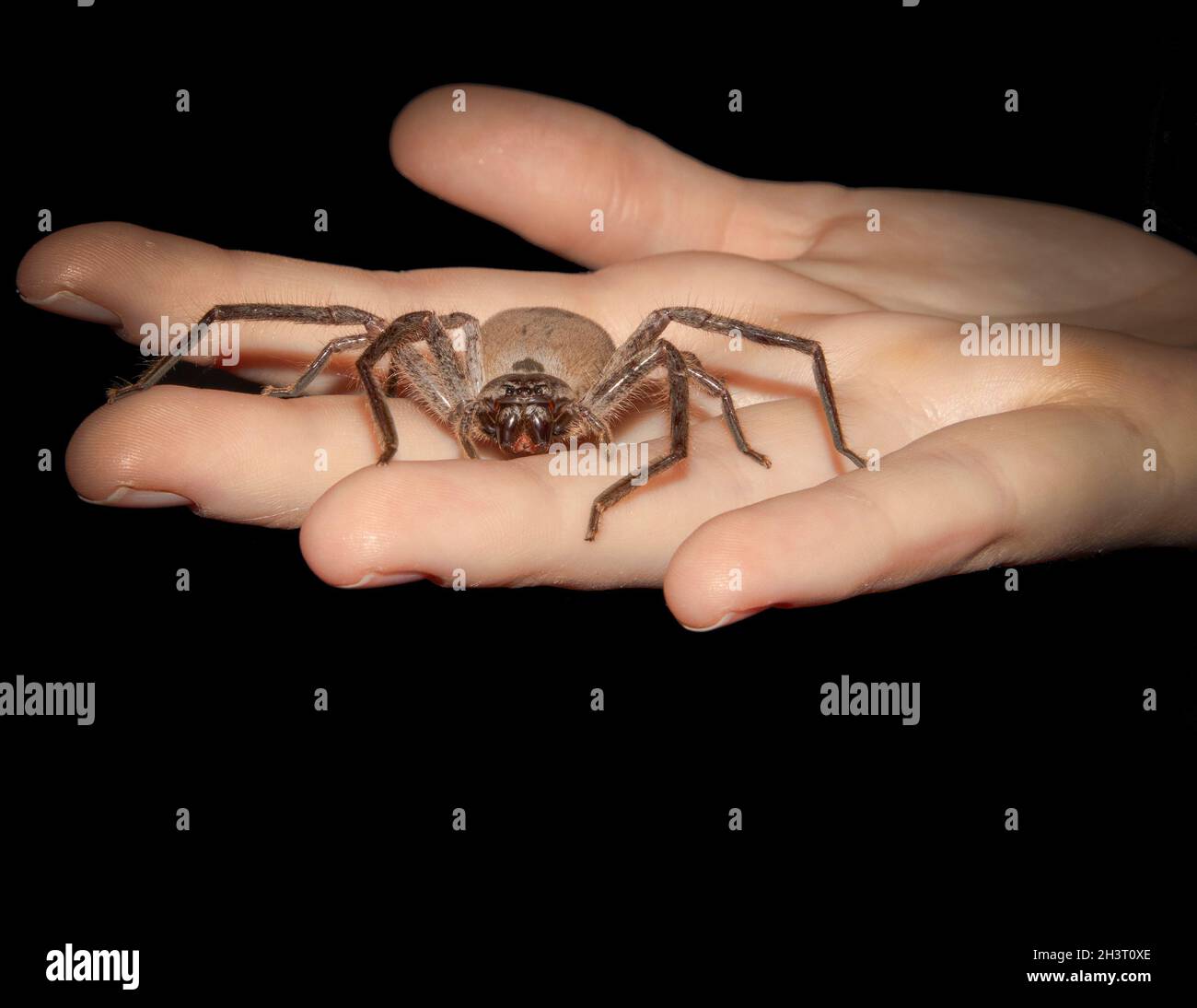 Un grande ragno Huntsman su una mano delle ragazze di fronte alla macchina fotografica Foto Stock