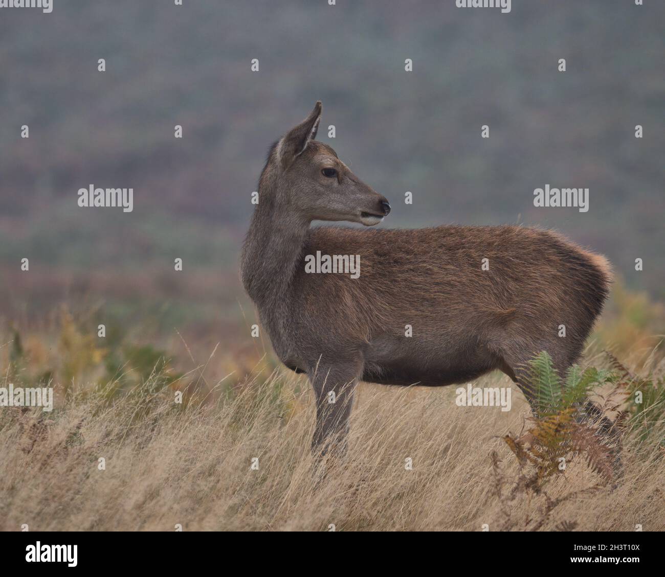 Vitello di cervo rosso in erba lunga. Foto Stock