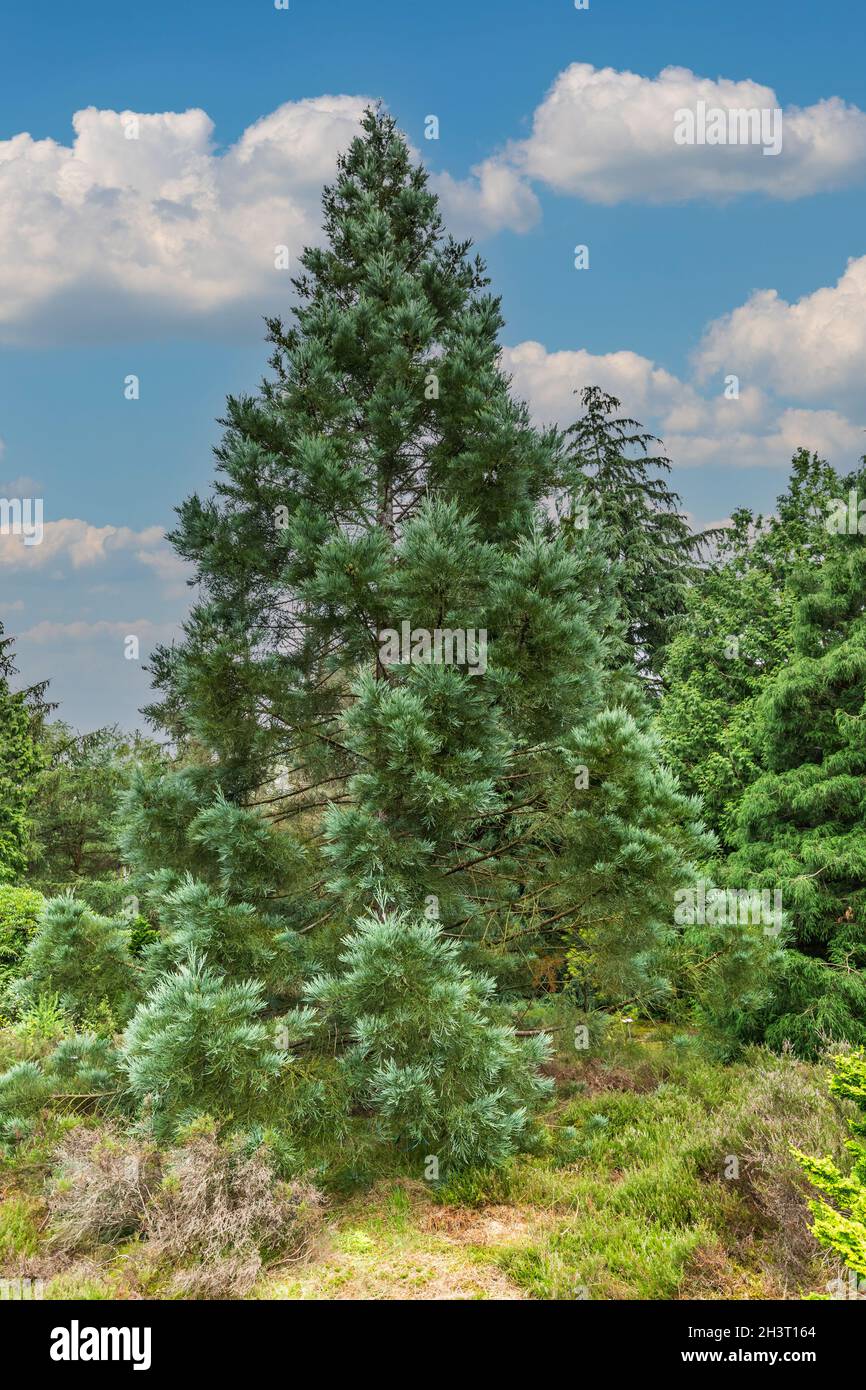 Primo piano di sequoia gigante, Sequoiadendron giganteum 'Hazel Smith', uno speciale clone di sequoia gigante con eccezionale colore blu in piedi in una foresta Foto Stock