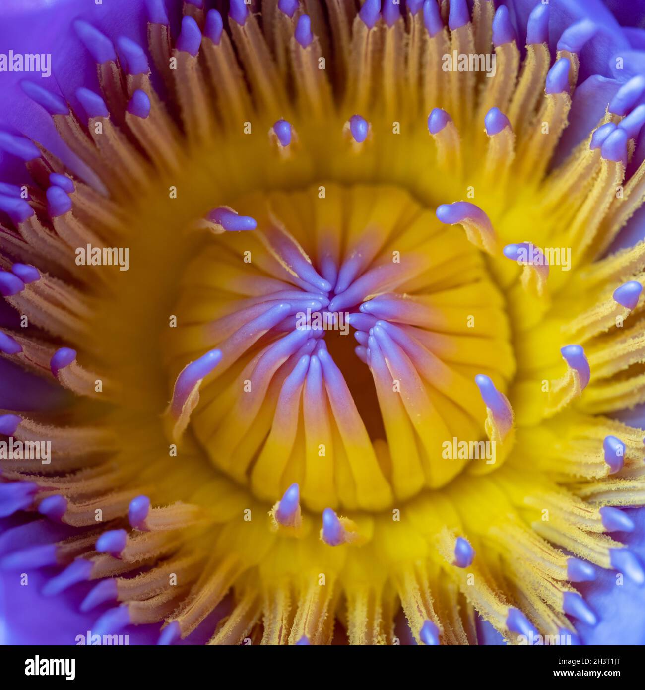 Waterlily STAMEN macro Foto Stock