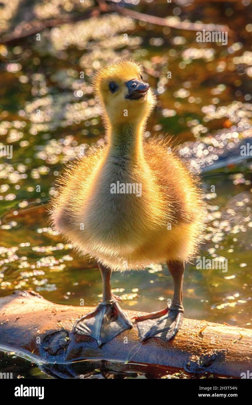 Canada Goose goings al Presque Isle state Park Foto Stock