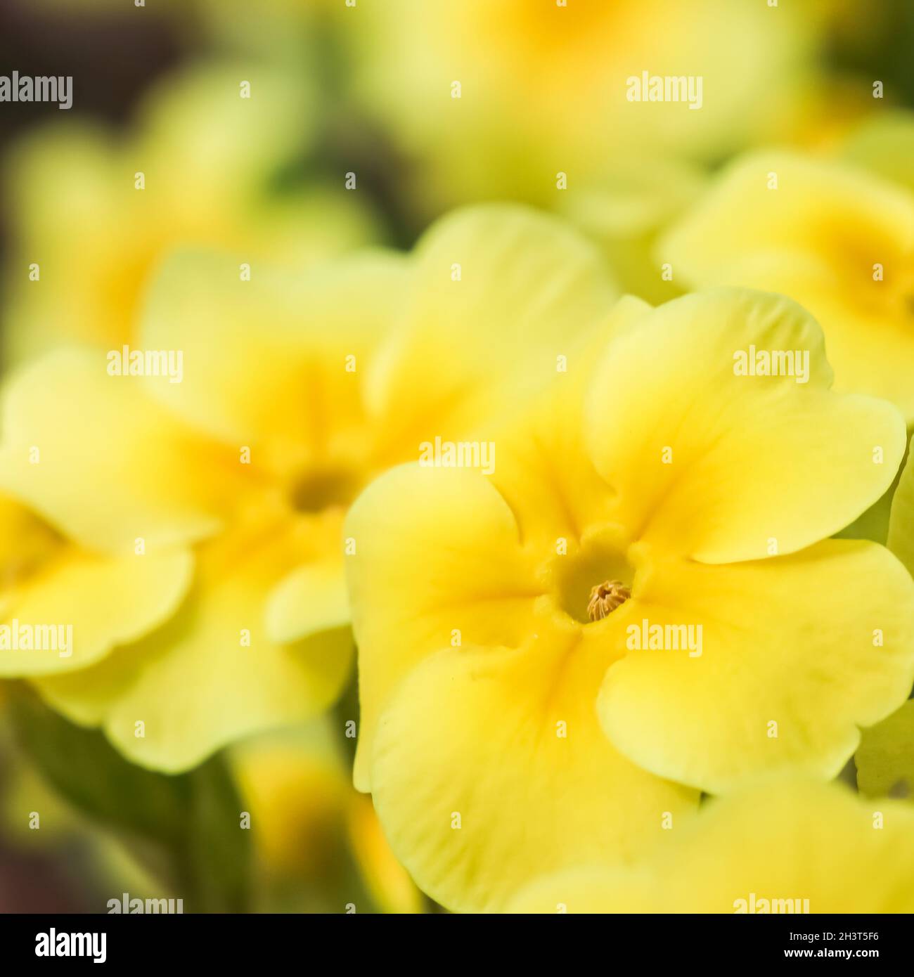 Primrose gialle in fiore nel giardino primaverile Foto Stock