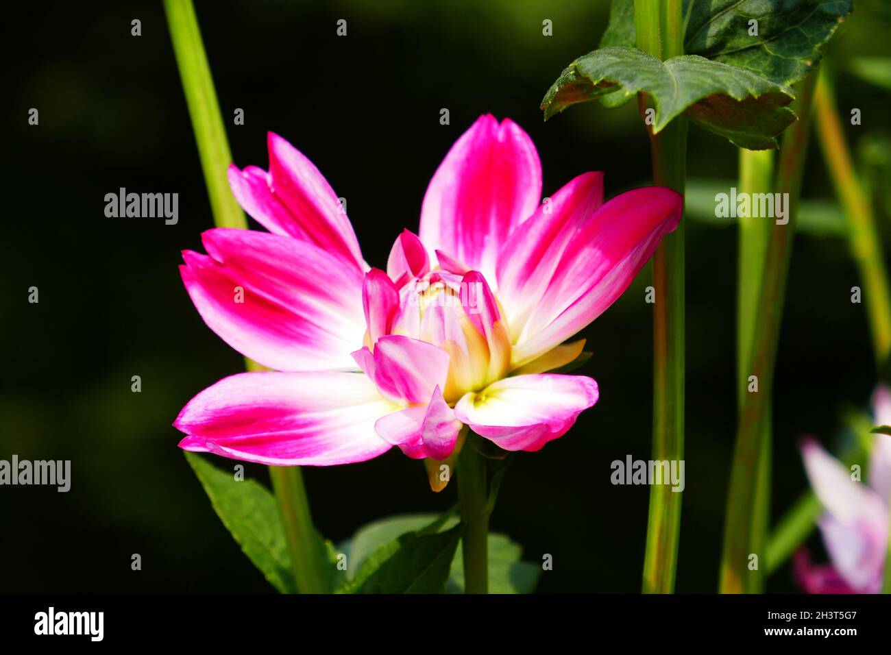 Giglio d'acqua dahlia, Hapet Fancy Foto Stock