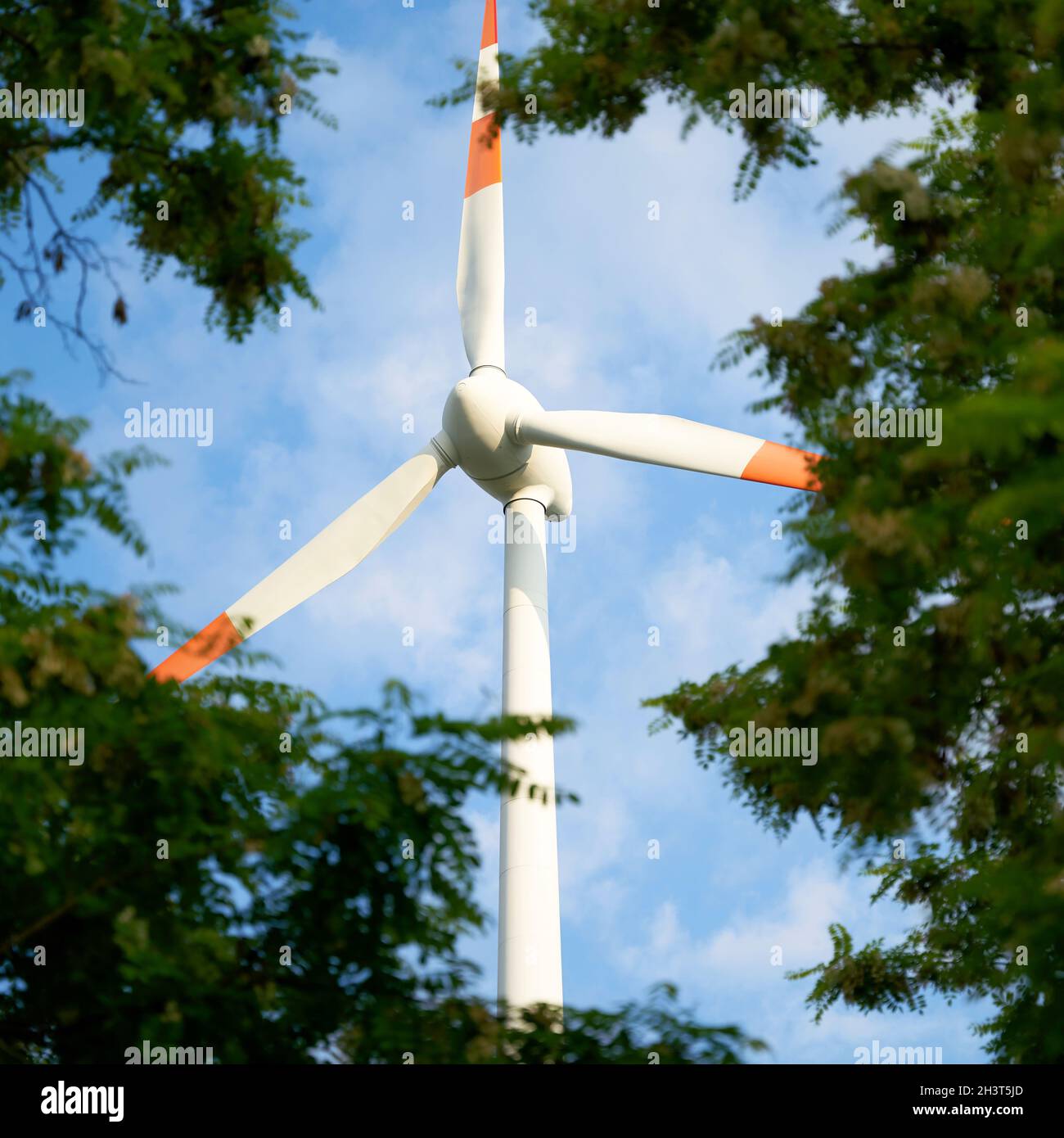 Pale del rotore della turbina eolica viste attraverso lo spazio tra gli alberi Foto Stock