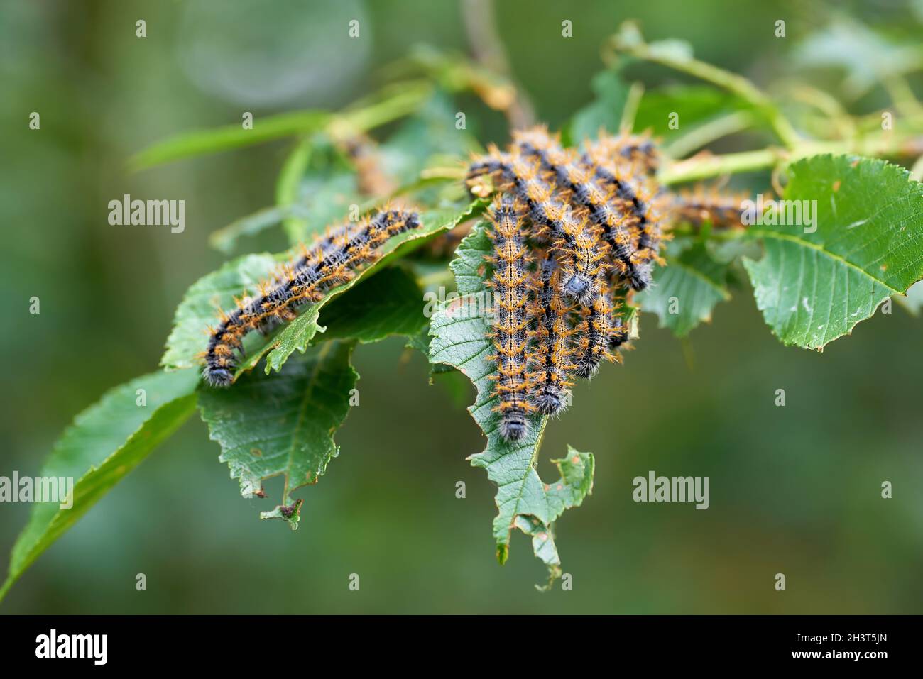 Infestazione di peste da bruchi di caterpillars del grande tartaroiseshell (policloros di Nymphalis) Foto Stock