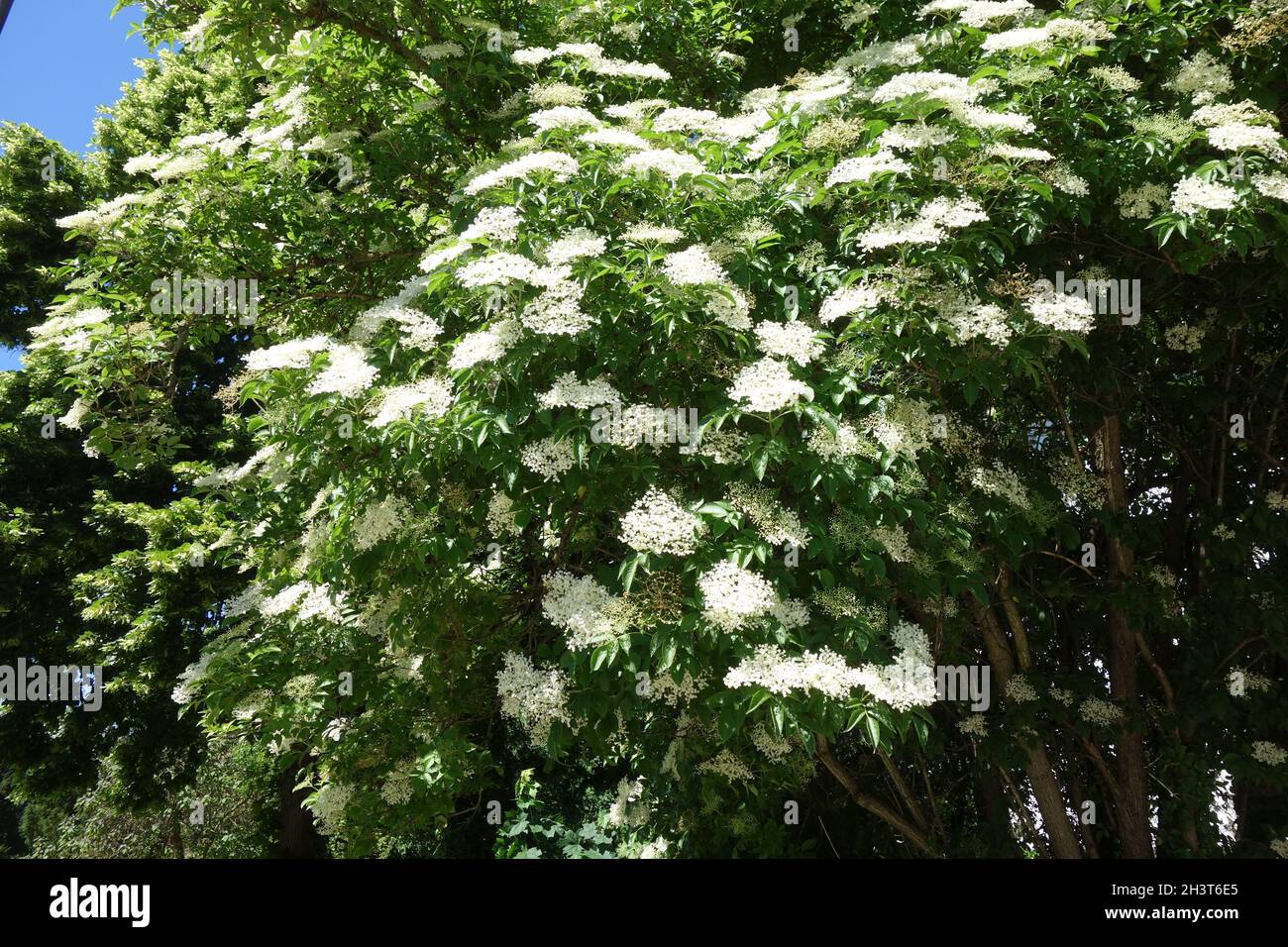 Sambucus nigra, anziano nero Foto Stock