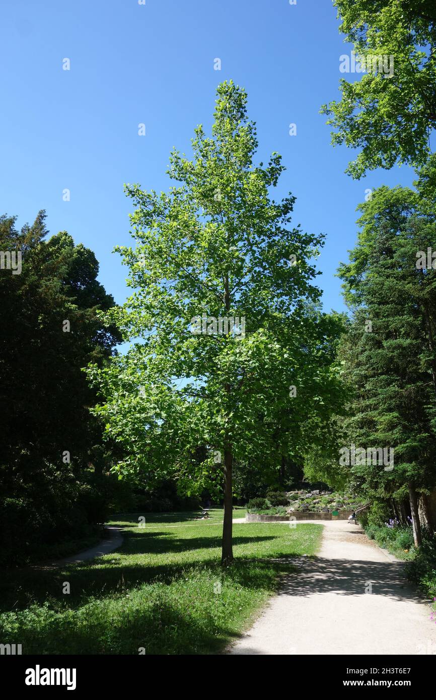 Tiriodendron tulipifera, tulipano, Habitus Foto Stock