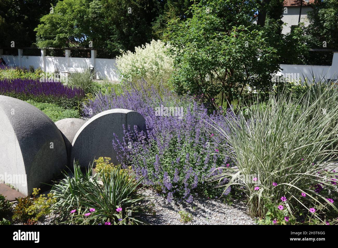 Nepeta x faassenii, menta Foto Stock