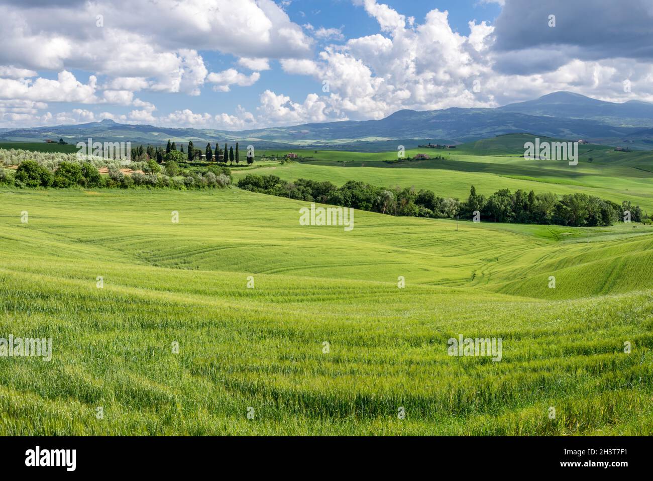Verdeggiante terreno agricolo in Val d'Orcia Toscana Foto Stock