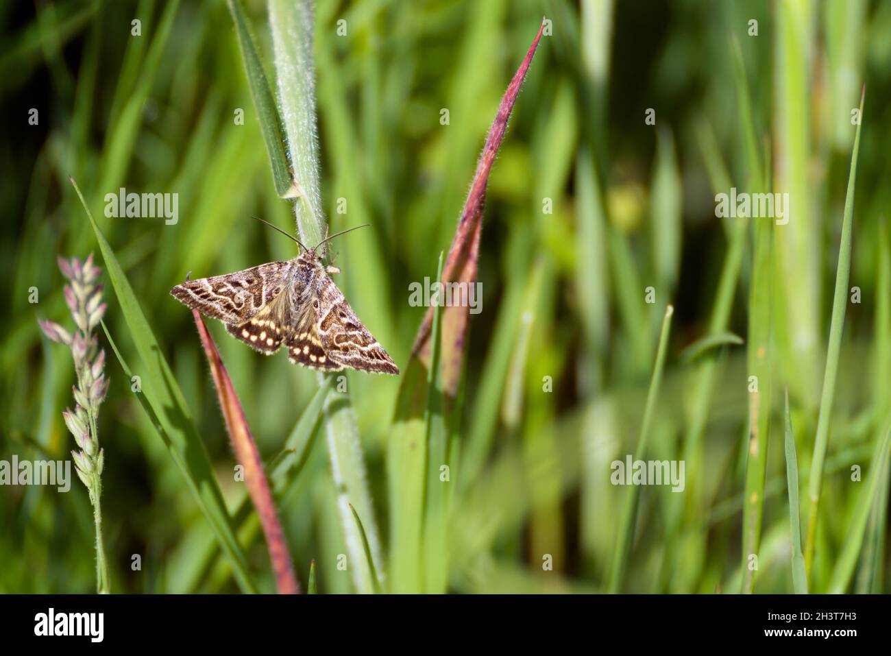 Madre Shipton Moth (Callistege mi) si riscalda su un gambo di erba al sole del mattino Foto Stock