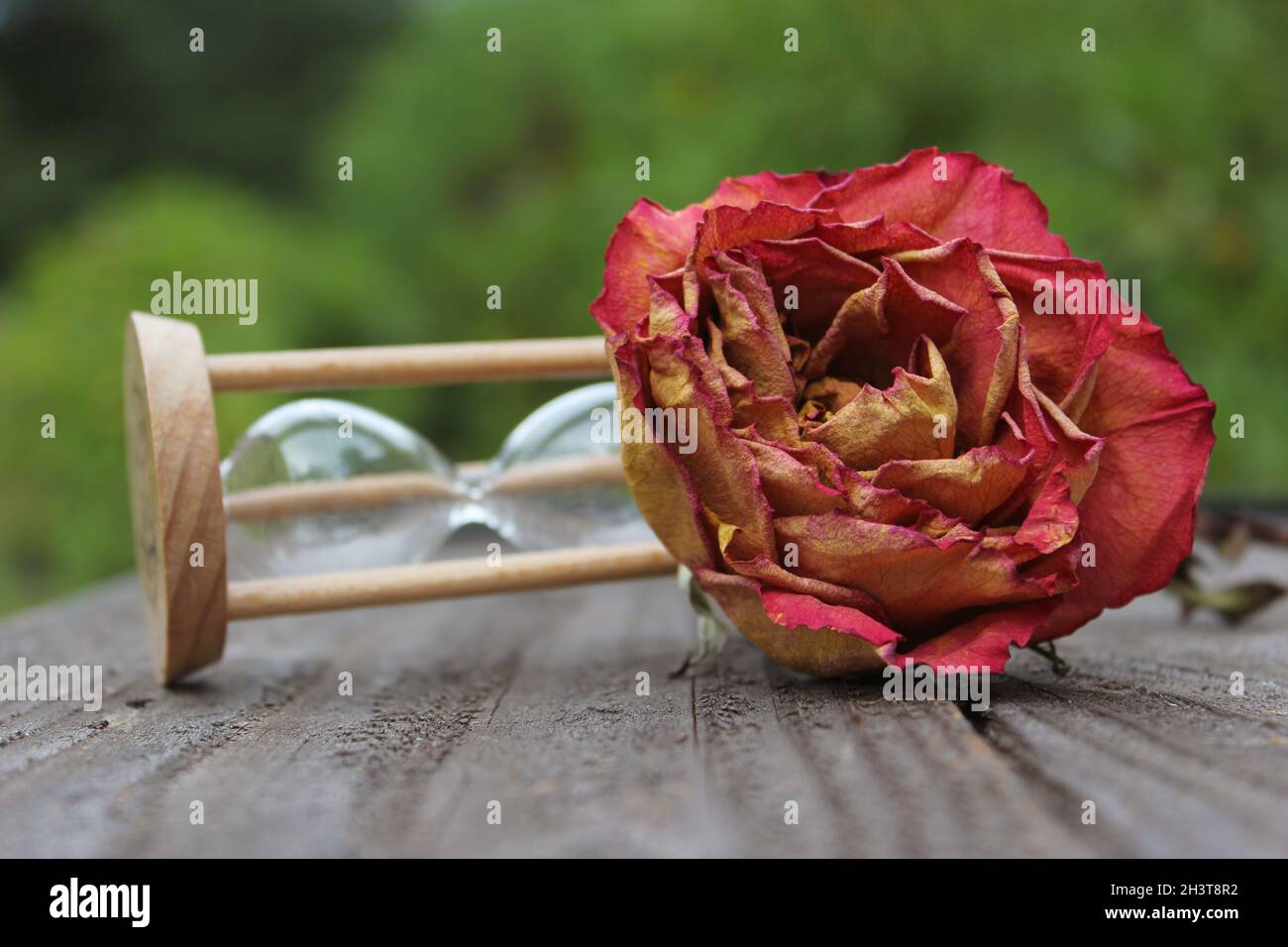 Broken rose immagini e fotografie stock ad alta risoluzione - Alamy