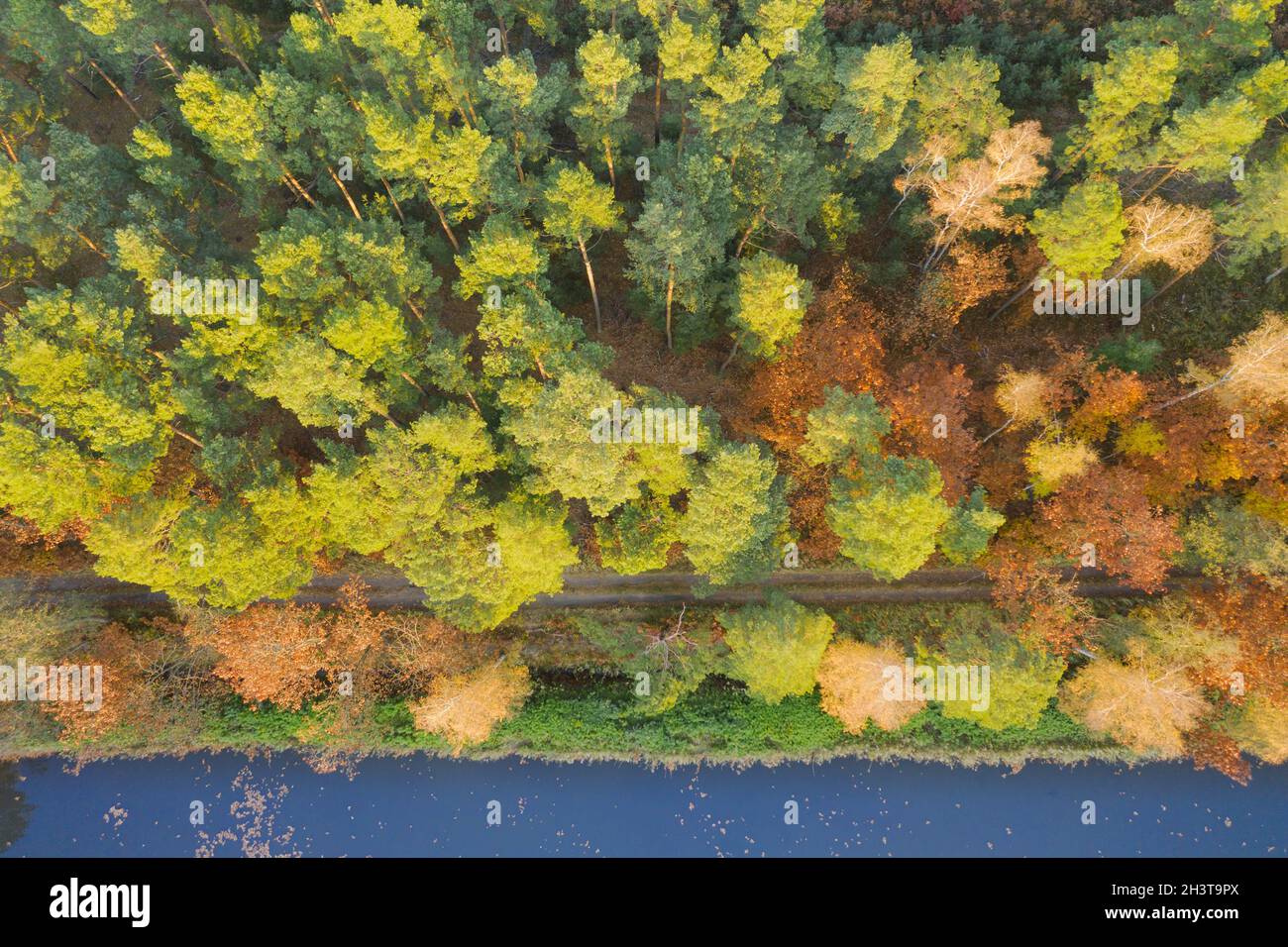 La foresta in autunno visto dall'alto. Foto dal drone. Foto Stock