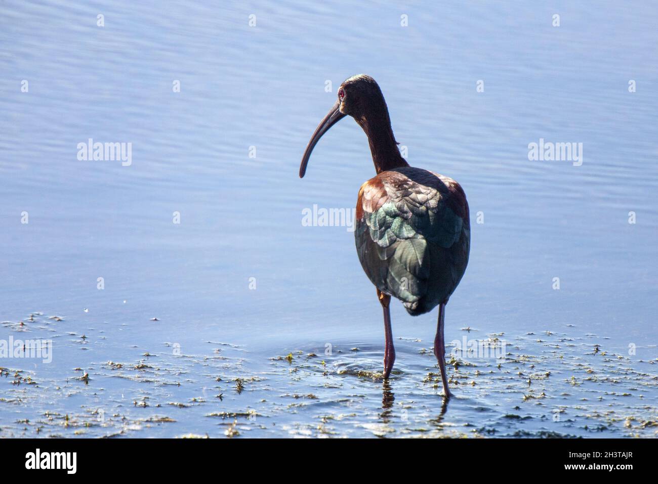 Di fronte bianco Ibis Foto Stock