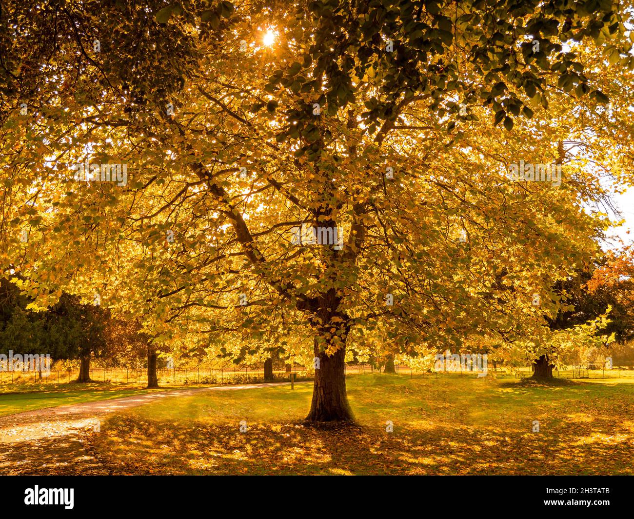 La luce autunnale brilla attraverso un albero di sicomoro in un parco Foto Stock