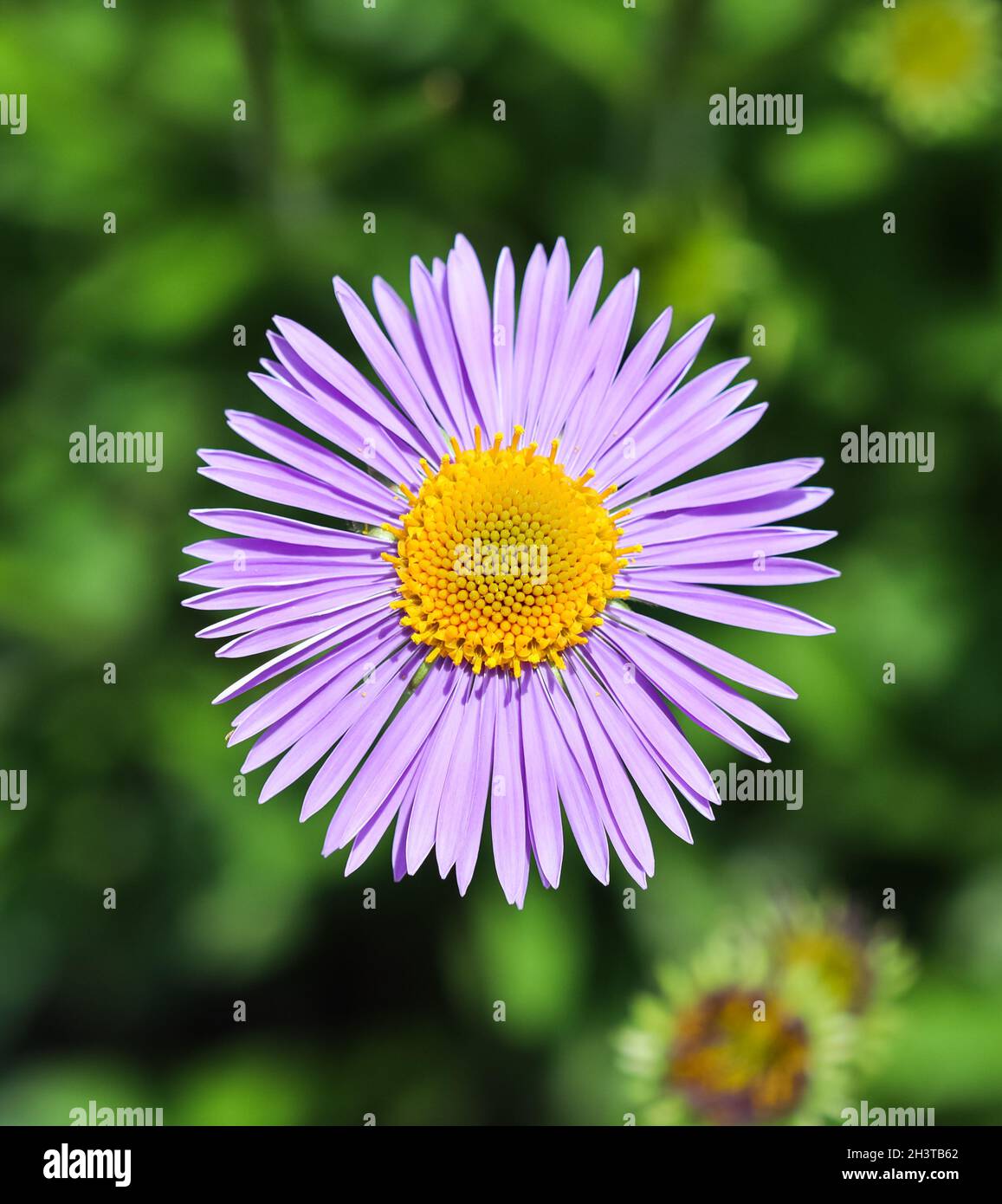 Astro alpino (Astro alpino). Bellissimi fiori viola con un centro arancione Foto Stock