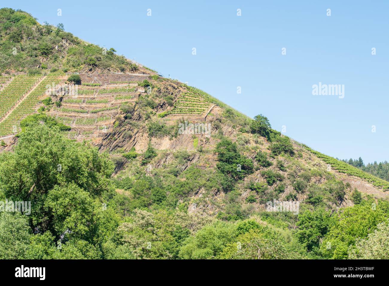 Vigneto Foto Stock