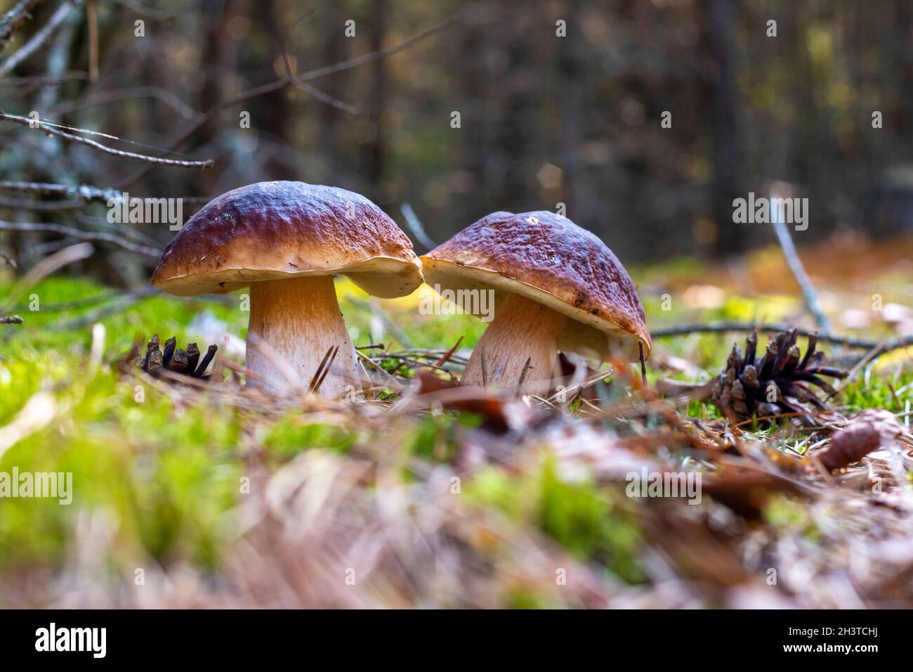 Due funghi cep commestibili crescono nella foresta. Cucina reale di funghi cep. Boleto che cresce nella natura selvaggia Foto Stock