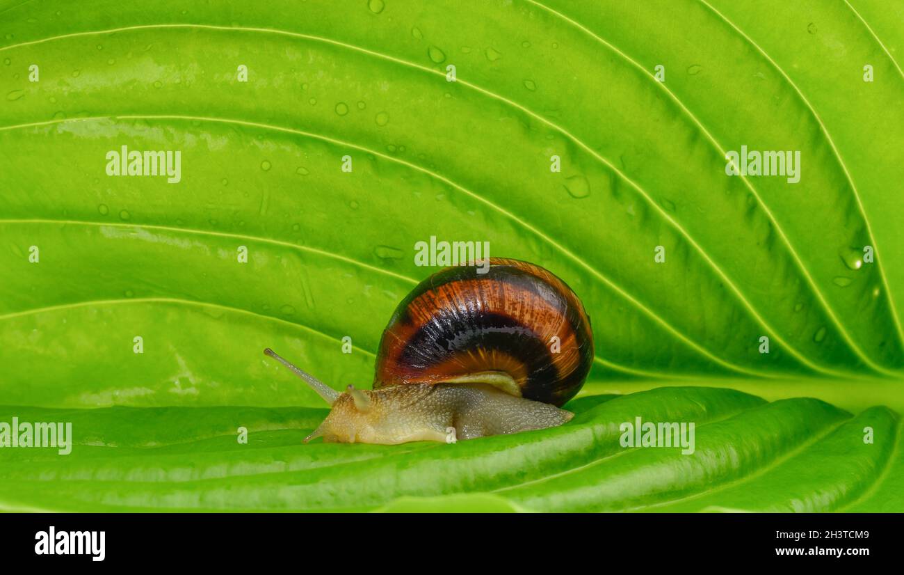 Lumaca giardino marrone su una foglia verde, primo piano Foto Stock