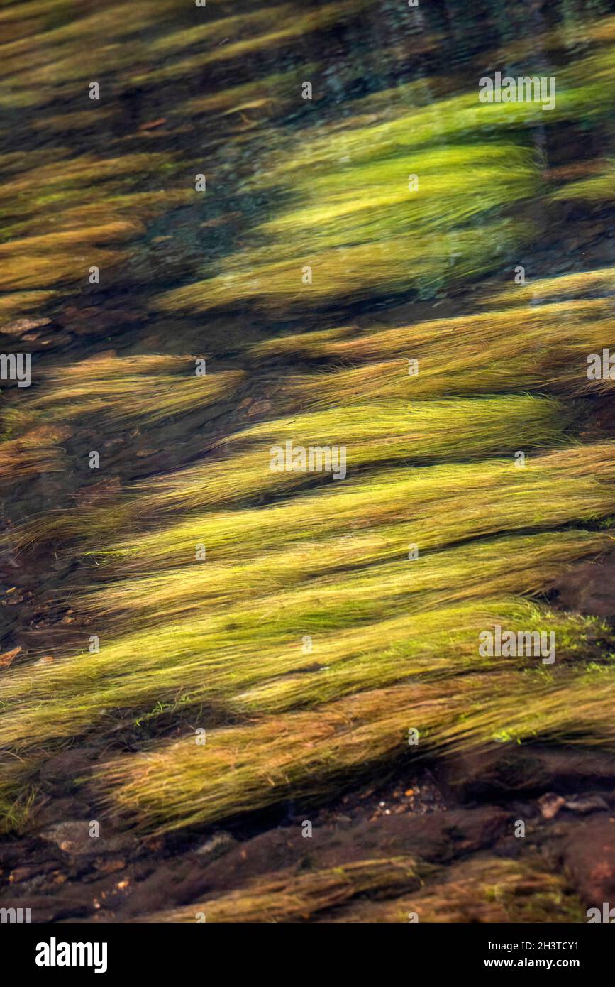 Erba sotto la superficie dell'acqua a Llyn Dinas, Gwynedd Snowdonia Wales UK Foto Stock