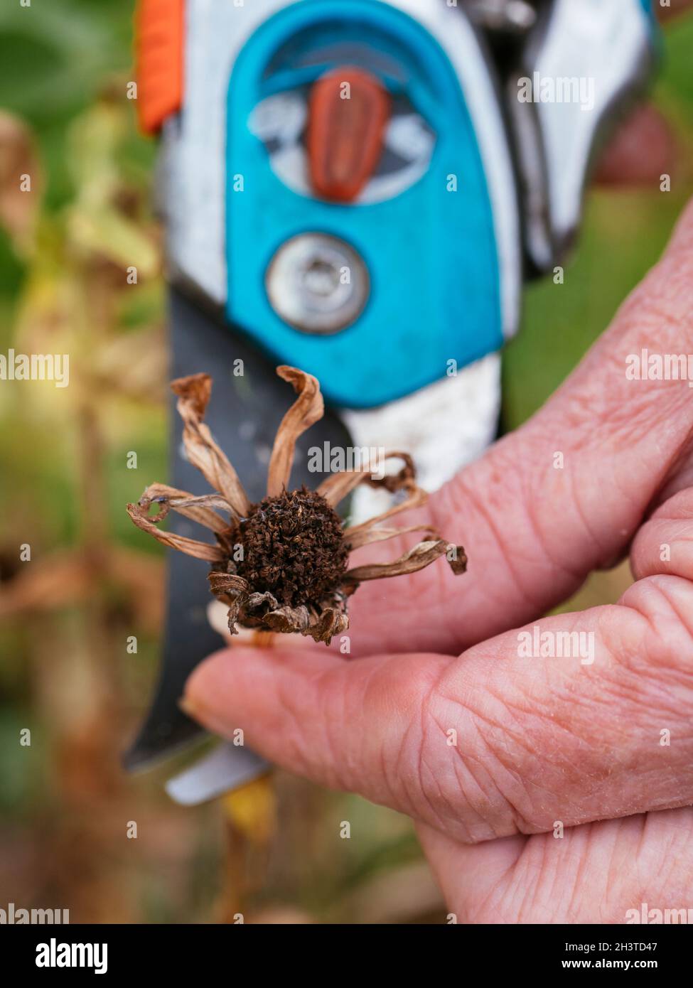Giardiniere che raccoglie teste di seme di zinnia in autunno. Foto Stock