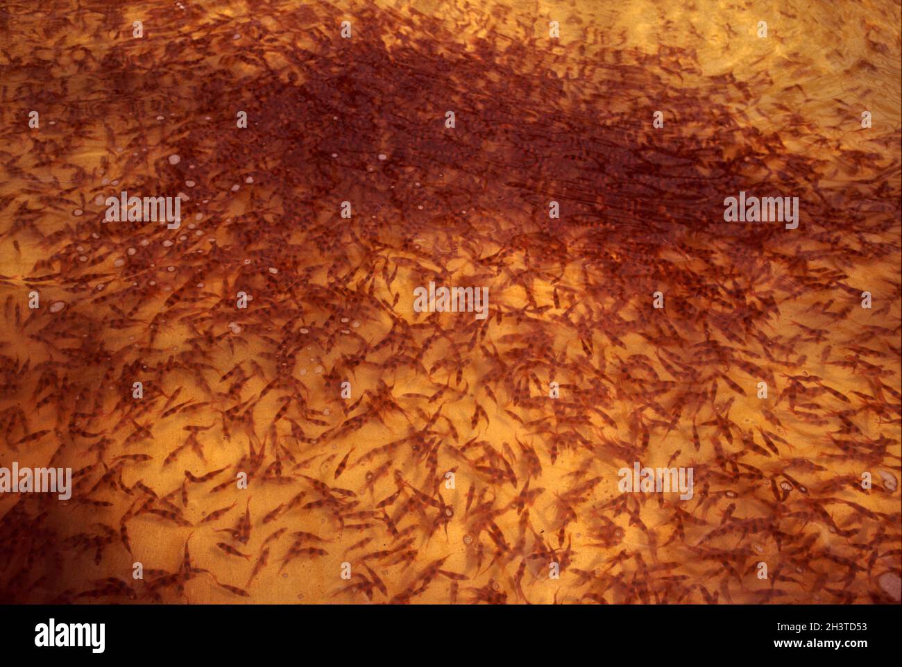 Clown o Tiger Loach (Chromobotia macracanthus) in un allevamento di pesci indonesiano Foto Stock