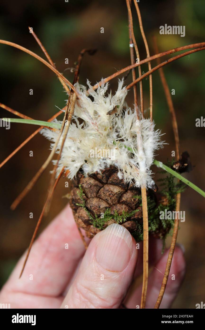 Cono di pino con funghi Earthfan di riccio - Thelephora penicillata Foto Stock