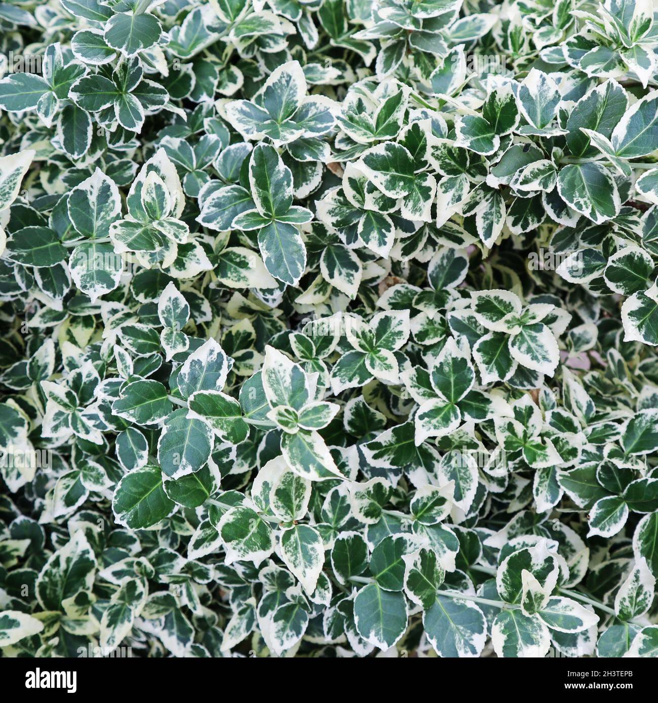 Sfondo naturale. Euonymus fortunei Emerald Gaiety con verde e foglie di colore bianco Foto Stock