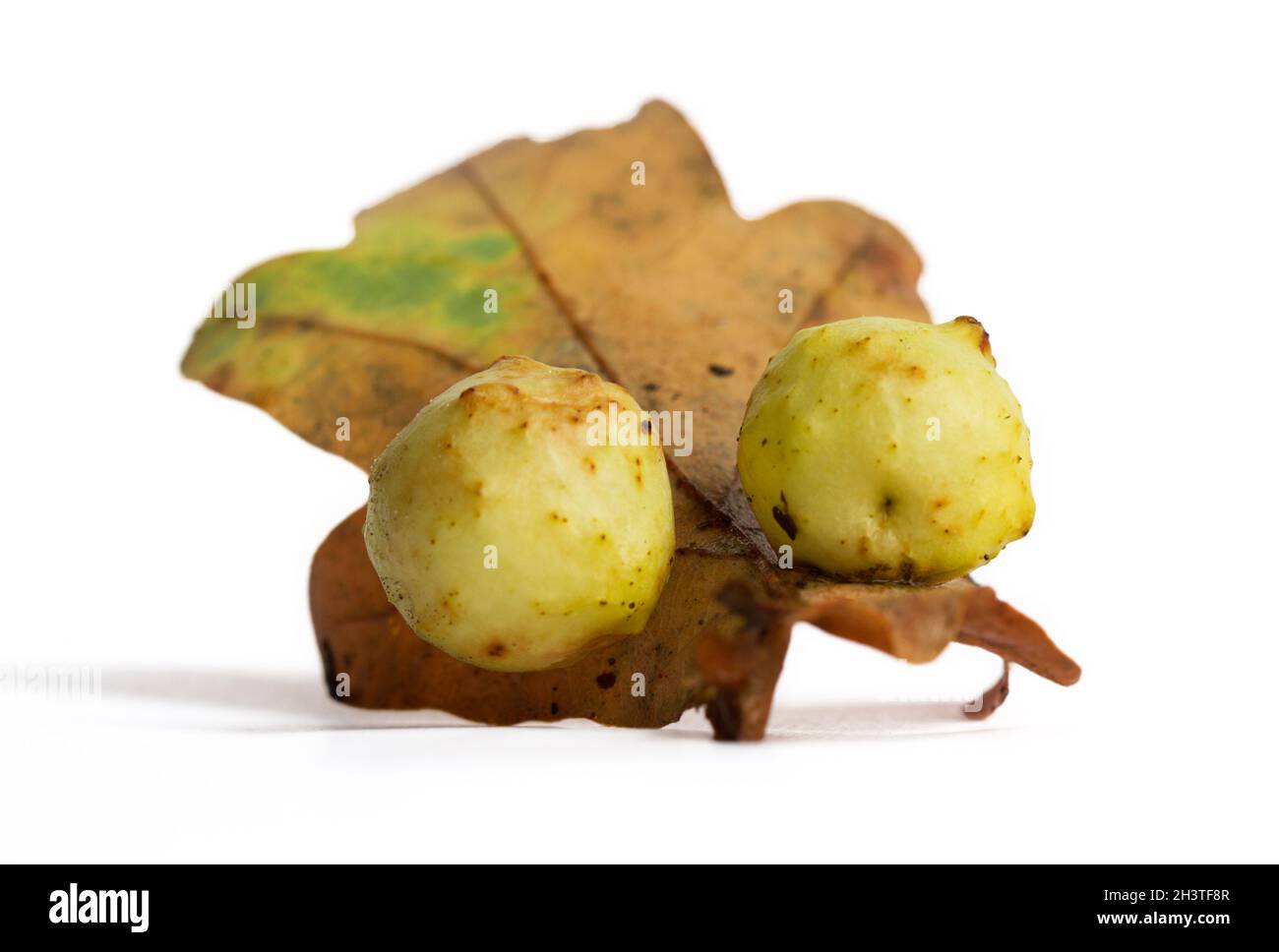 Due palle di foglie causate da una vespa di gall sulla foglia morta di una quercia comune su sfondo bianco Foto Stock