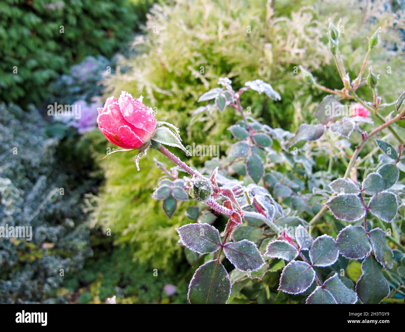 Inverno in giardino. Il primo gelo e congelati rosa rosa. Foto Stock