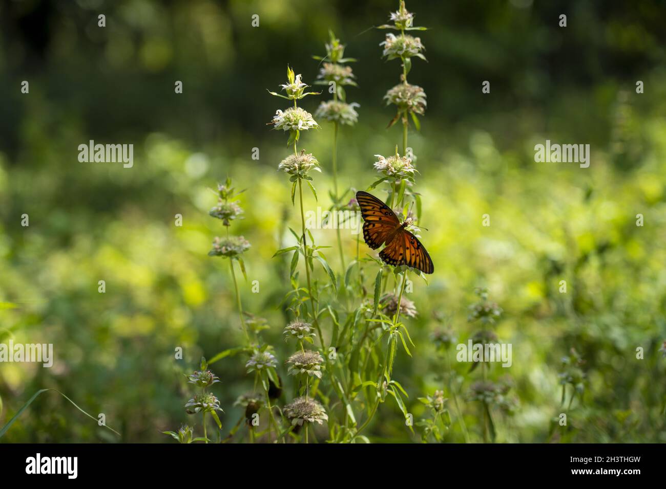 Selettivo di una farfalla monarca () su un fiore in un campo Foto Stock