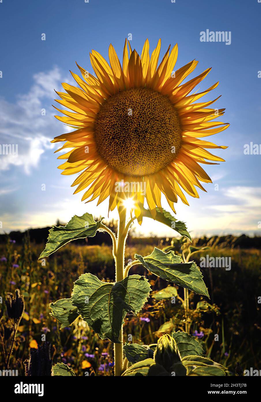 Girasoli, sole, semi di girasole, olio di girasole, lasci il sole nel vostro cuore, Foto Stock