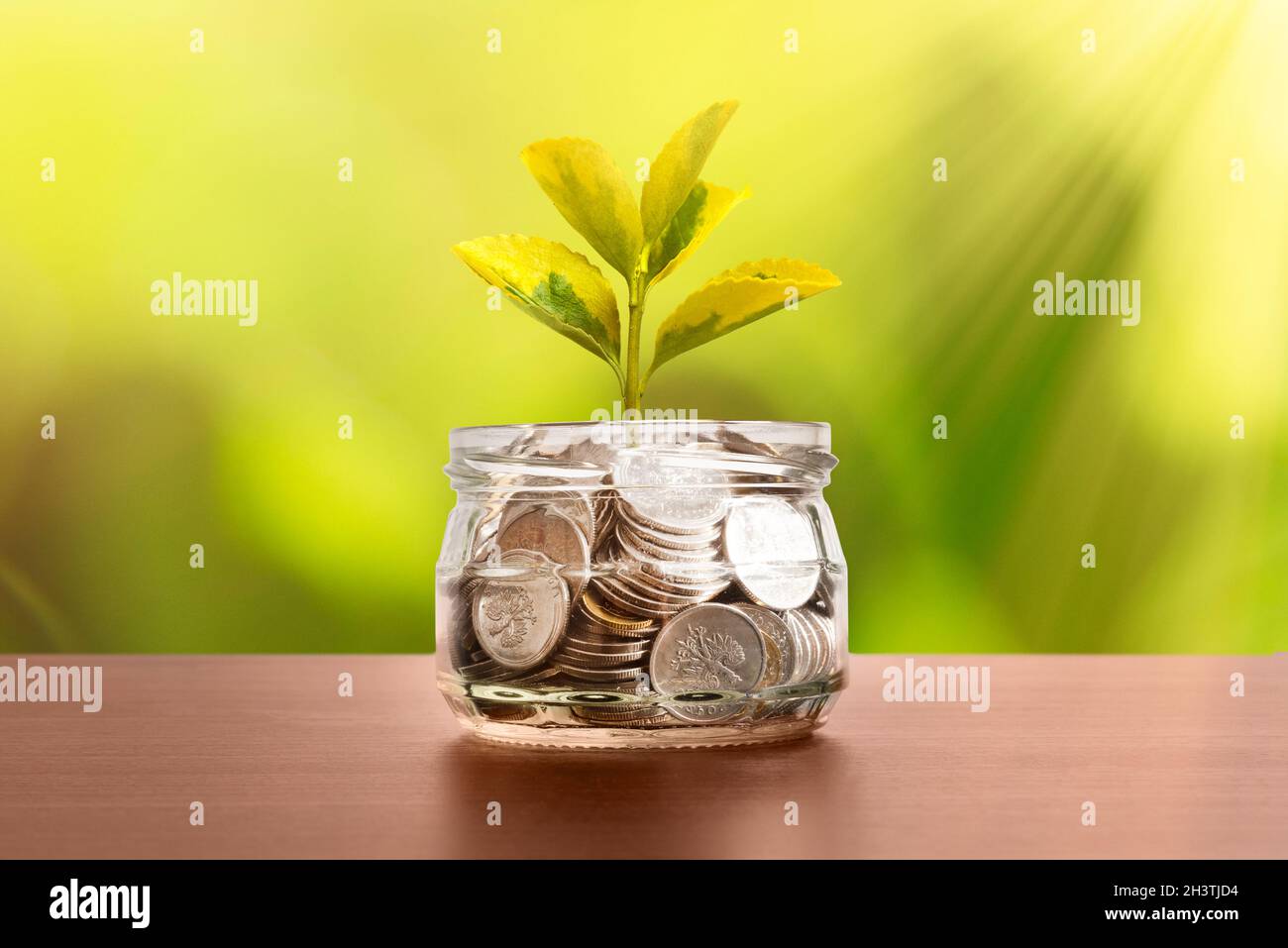 Vaso con monete. Pianta germoglio cresce nel vaso. Budget, risparmio di denaro concetto Foto Stock