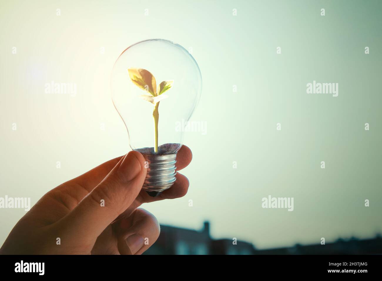 Sviluppo sostenibile, fonti di energia rinnovabili. L'uomo sta tenendo una lampadina con una pianta all'interno Foto Stock