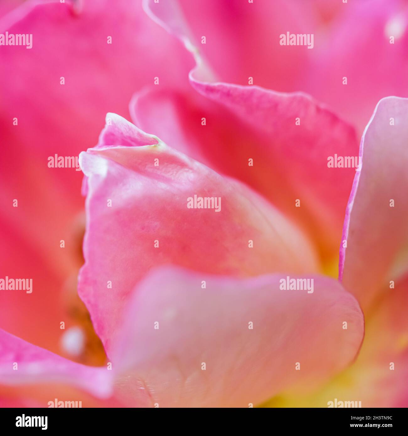 Messa a fuoco morbida, sfondo floreale astratto, rosa giallo rosa fiore rosa. Macro fiori sfondo per il design del marchio per le vacanze Foto Stock