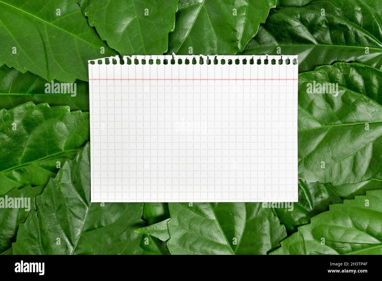 Idee di conservazione della natura, scrittura piani di conservazione dell'ambiente, materiali organici, progettazione di giardinaggio, conservazione Pro Foto Stock